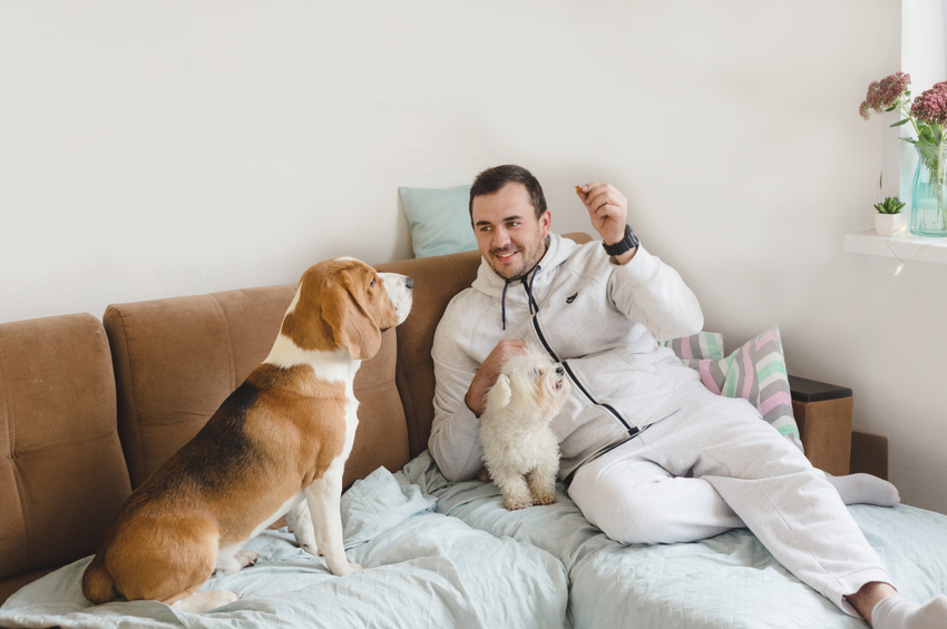 Man Playing with His Pet Dogs